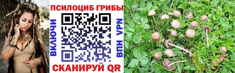 Псилоцибиновые грибы Cubensis  даркнет сайт  Кандалакша 
